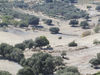 samos_paard.jpg