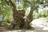 Bestandsnaam : Olijfboom.jpg
Bestandsgrootte : 190
Afmetingen : 783x517
Datum toegevoegd : 17 Mar 2004 Olijfboom.jpg