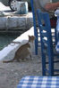 Lefkas 4 007.jpg