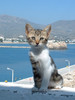 Poes