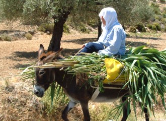 Ezel