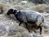 Beest op de vlucht in de Samariakloof...