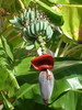 Banaan in bloei.