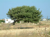 Boom in Girismata.