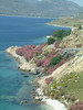 Oleanders op Skyros.