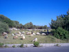 Herder op Samos