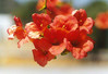 Hanging Gardens