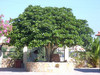 De mooie boom op "lofos" Chersonissos