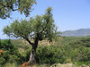 Bestandsnaam : Olijfboom bij Stoupa.jpg
Bestandsgrootte : 143
Afmetingen : 680x510
Datum toegevoegd : 12 Jul 2004 Olijfboom bij Stoupa.jpg