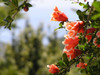 bloemen