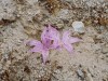 Kalymnos, naaktbloeiend bolgewasje. Eind sept.