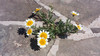 Mesochori