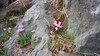 cyclamen boven Monemvasia
