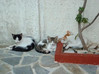 katjes samos.JPG