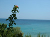 samos sea.JPG
