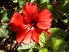 mooie bloem Cyprus