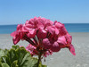 strand, Sougia
