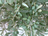 PICT0067.JPG