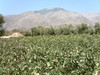 Kouloukonas