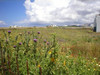 Antiparosflowers-1.jpg