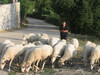08 Geitenhoedster in Vikos.jpg