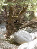 Samaria kloof