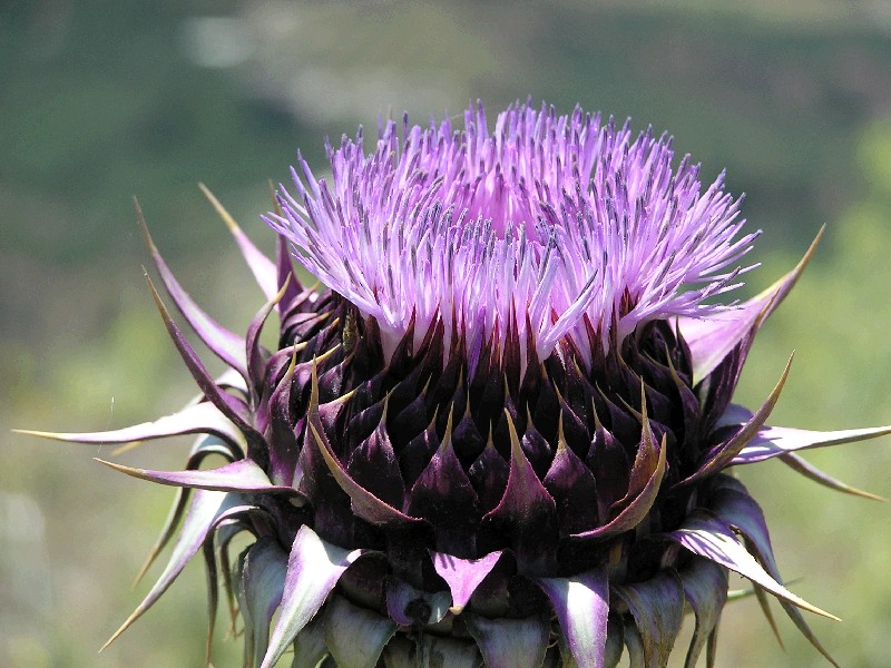 bloeiende distel