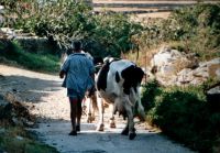 Tinos Cyclades Greece